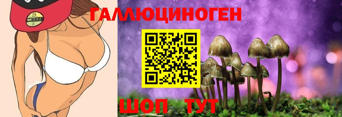 Михайловск  Галлюциногенные грибы Psilocybine cubensis  Вход с VPN 